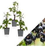 Schwarze Johannisbeere - 3 Pflanzen - Ribes Nigrum - Obstpflanzen online kaufen?