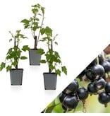 Zwarte Bes - 3 Planten - Ribes Nigrum - Online Fruitplanten Kopen? Garden Select