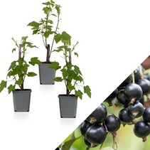 Blackcurrant - 3 plants