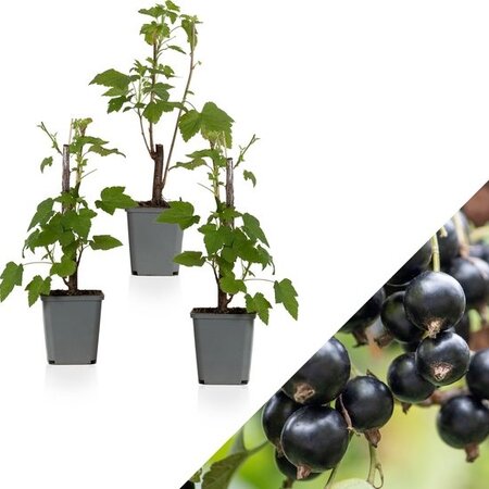 Schwarze Johannisbeere - 3 Pflanzen - Ribes Nigrum - Obstpflanzen online kaufen?