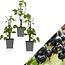 Schwarze Johannisbeere - 3 Pflanzen - Ribes Nigrum - Obstpflanzen online kaufen?