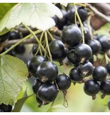 Schwarze Johannisbeere - 3 Pflanzen - Ribes Nigrum - Obstpflanzen online kaufen?