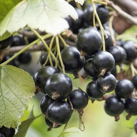 Blackcurrant - 3 Plants - Ribes Nigrum - Buy Fruit Plants Online? Garden Select