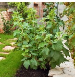 Blackcurrant - 3 Plants - Ribes Nigrum - Buy Fruit Plants Online? Garden Select
