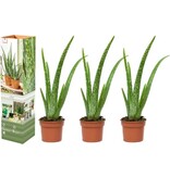 Aloe Vera - 3 Pflanzen - Sukkulenten - Pflege & Tipps - Garden Select