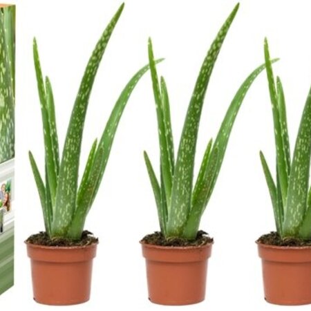 Aloe Vera - 3 Pflanzen - Sukkulenten - Pflege & Tipps - Garden Select