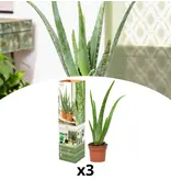 Aloe Vera - 3 Pflanzen - Sukkulenten - Pflege & Tipps - Garden Select