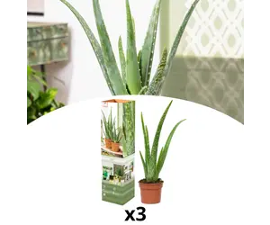 aloe vera for oily skin Isntree Aloe Soothing Gel Moisture Type 150ml main image 1