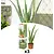 Aloe Vera - 3 Pflanzen