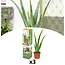 Aloë Vera - 3 Planten - Vetplant - Vorzorging & Tips - Garden Select