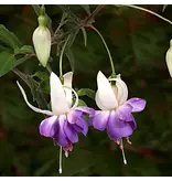 Fuchsia Annabel - Hardy - Various Colour Combinations - Pendant plant
