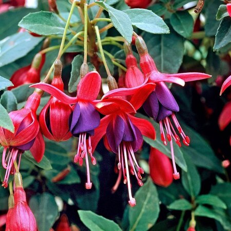 Fuchsia Annabel - Winterhard - Diverse Kleur Combinaties - Hangplant
