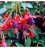 Fuchsia Delta Sarah - 3 Plants - Hardy - Purple / White Flowers