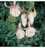 Fuchsia Delta Sarah - 3 Plants - Hardy - Purple / White Flowers