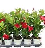 Mandevilla - Rot - 3 Pflanzen - Starke Pflanzen kaufen? Garden Select