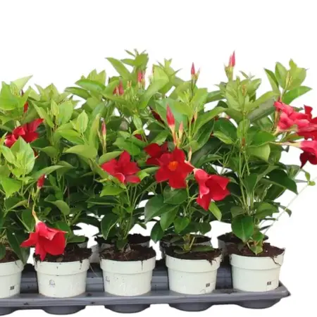 Mandevilla - Rot - 3 Pflanzen - Starke Pflanzen kaufen? Garden Select
