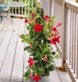 Mandevilla - Rood - 3 Planten  - Sterke Planten Kopen? Garden Select