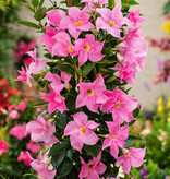 Mandevilla - Rosa - 3 Pflanzen - Wie pflegt man sie? Garden Select
