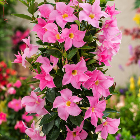 Mandevilla - Rosa - 3 Pflanzen - Wie pflegt man sie? Garden Select