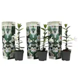 Mandevilla - Weiß - Gute Pflanzen kaufen? Garden Select