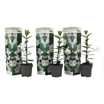 Mandevilla - Wit - 3 Pflanzen