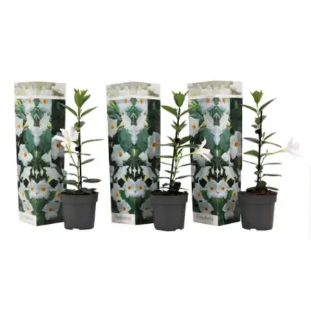 Mandevilla - Weiß - Gute Pflanzen kaufen? Garden Select