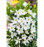 Mandevilla - White - Buy Good Plants? Garden Select