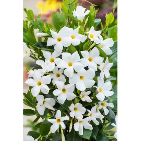 Mandevilla - Weiß - Gute Pflanzen kaufen? Garden Select