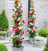 Mandevilla Mix - Rot, Weiß, Rosa - Duftende tropische Pflanzen kaufen?