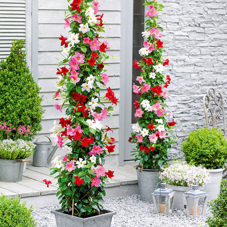 Mandevilla Mix - Rot, Weiß, Rosa - Duftende tropische Pflanzen kaufen?