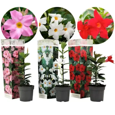 Mandevilla - Rot - 3 Pflanzen - Starke Pflanzen kaufen? Garden Select