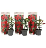 Mandevilla - Rosa - 3 Pflanzen - Wie pflegt man sie? Garden Select