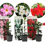 Mandevilla - Wit - Goedkopen Planten Kopen? Garden Select