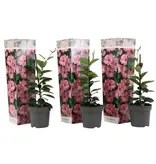 Mandevilla Mix - Rood, Wit, Roze - Geurende Tropische Planten Kopen?