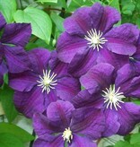 Clematis Weiß - 3 Pflanzen - Blühende Kletterpflanzen kaufen? Garten wählen