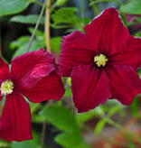 Clematis Purple - 3 Plants - Climbing Plants - Hardy - Buy Flowering Plants?