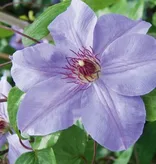 Clematis Paars - 3 Planten - Klimplanten - Winterhard - Bloeiende Planten Kopen?
