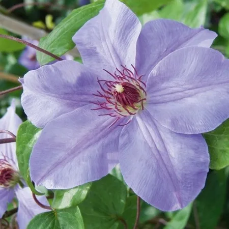 Clematis Purple - 3 Pflanzen - Kletterpflanzen - Winterhart - Blühende Pflanzen kaufen?