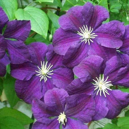 Clematis Lichtblauw - 3 Planten - Klimplant - Winterhard - Vaste Planten Kopen?