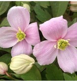Clematis Light Blue - 3 Plants - Climbing Plant - Hardy - Buy Perennials?