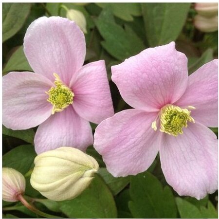 Clematis Red - 3 Plants - Climbing Plants - Buy Hardy Plants?
