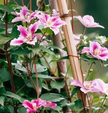 Clematis Bicolor - 3 Plants - Buy Climbing Plants? - Garden Select
