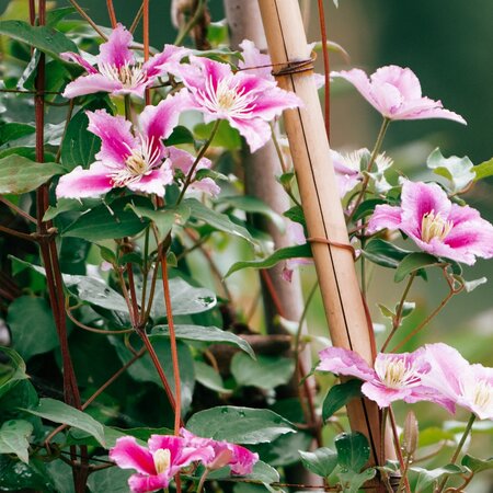 Clematis Bicolor - 3 Planten - Klimplanten Kopen? - Garden Select