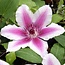 Clematis Bicolor - 3 Plants - Buy Climbing Plants? - Garden Select