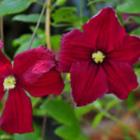 Clematis Bicolor - 3 Pflanzen - Kletterpflanzen kaufen? - Garden Select