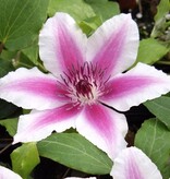 Clematis Weiß - 3 Pflanzen - Blühende Kletterpflanzen kaufen? Garten wählen