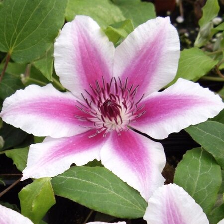 Clematis Wit - 3 Planten - Bloeiende Klimplanten Kopen? Garden Select