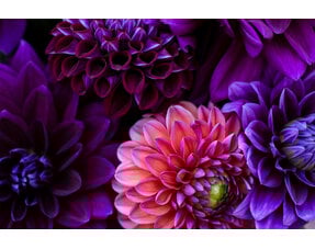 Exclusive Dahlias