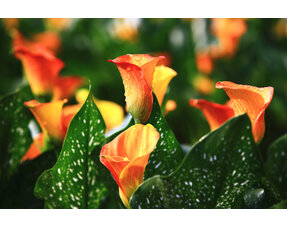 Zantedeschia (Calla)