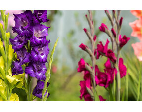 Gladioli